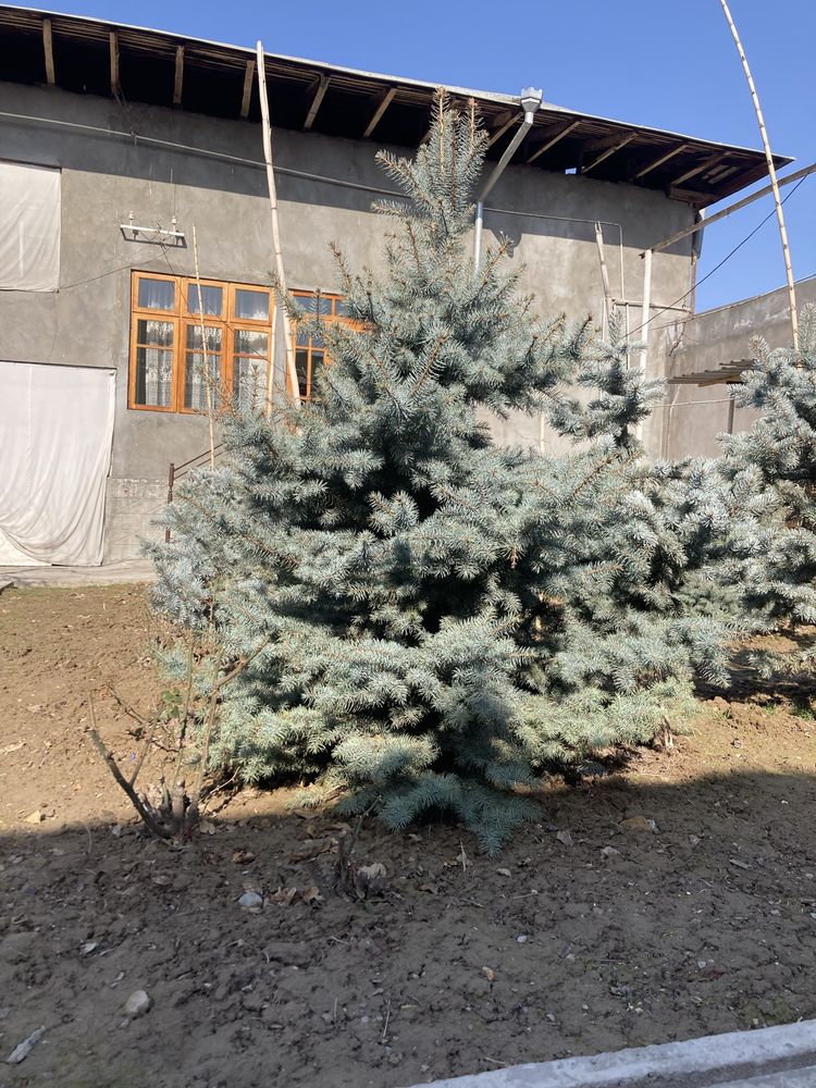 Продается голубая ель