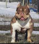 Vând femelă American Bully Pocket cu pedigree ABKC