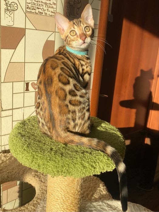 Бенгальский котёнок. Бенгальский кошка. Бенгальский котята