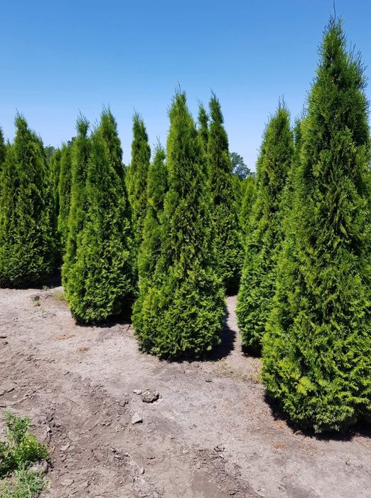 Tuia smarald leilandi arizonica braband