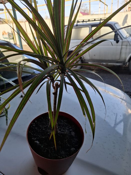 Продам драцену цветок