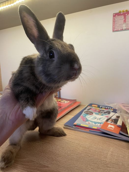 Декоративен заек