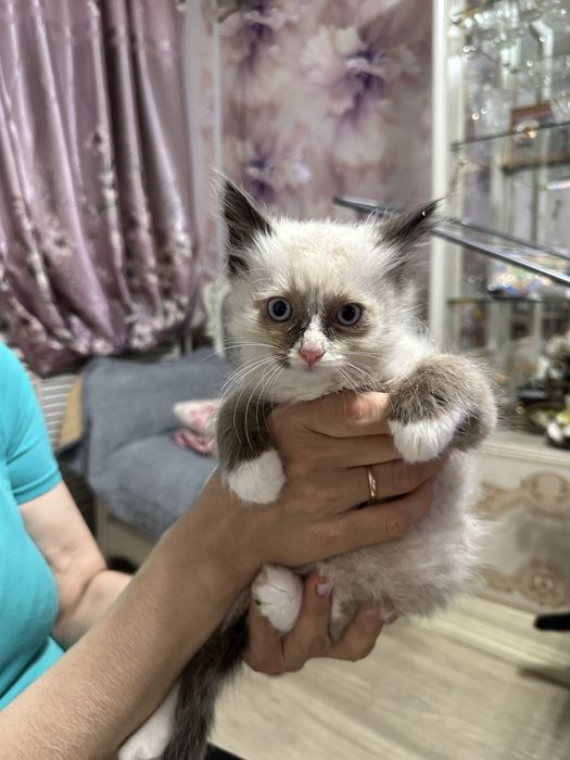 Отдам котят бесплатно