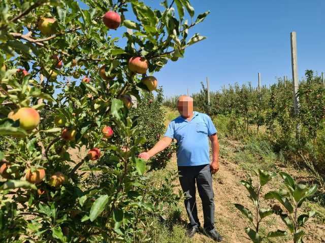 Сочные, вкусные, горные яблоки по дешевой цене! Урожай 2021.