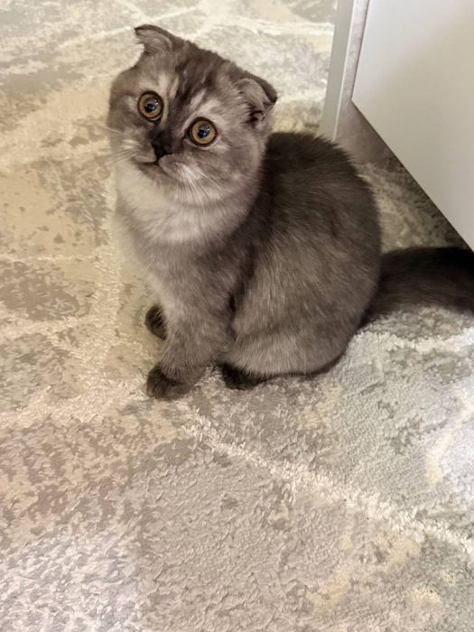 Скоттиш Фолд девочка