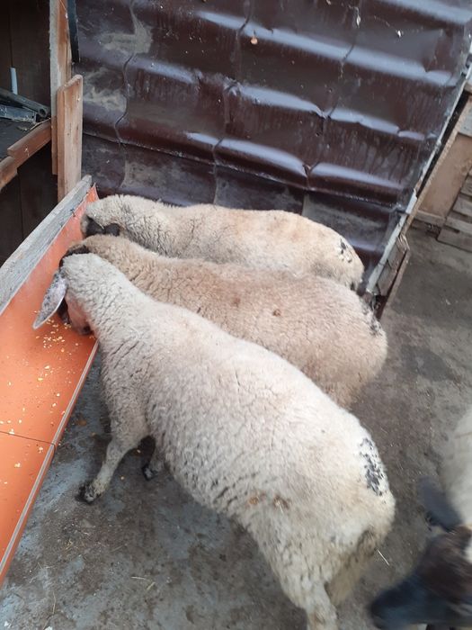 Vand miei de diferite rase carabasa si bucalai la varsta de 4 luni