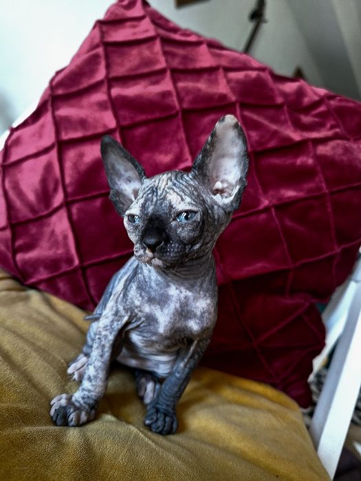 Pisica Sphinx/Sphynx Tortie