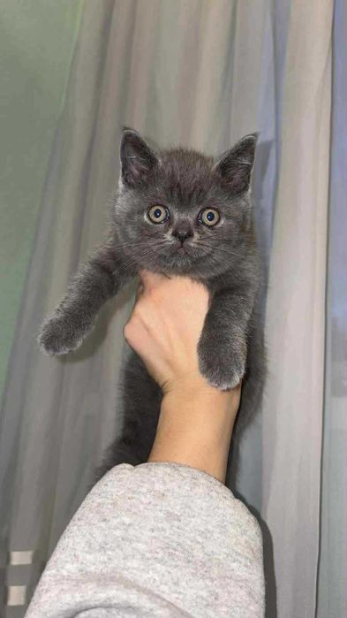 Британски котенца