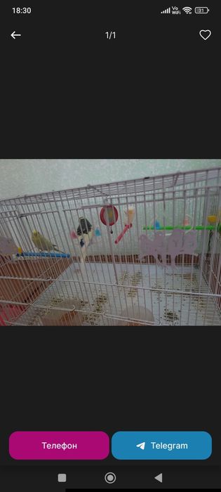 Птички с большой клеткой