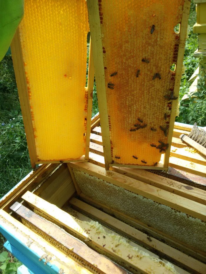 Мед и пчелни продукти реколта 2023г. От производител.