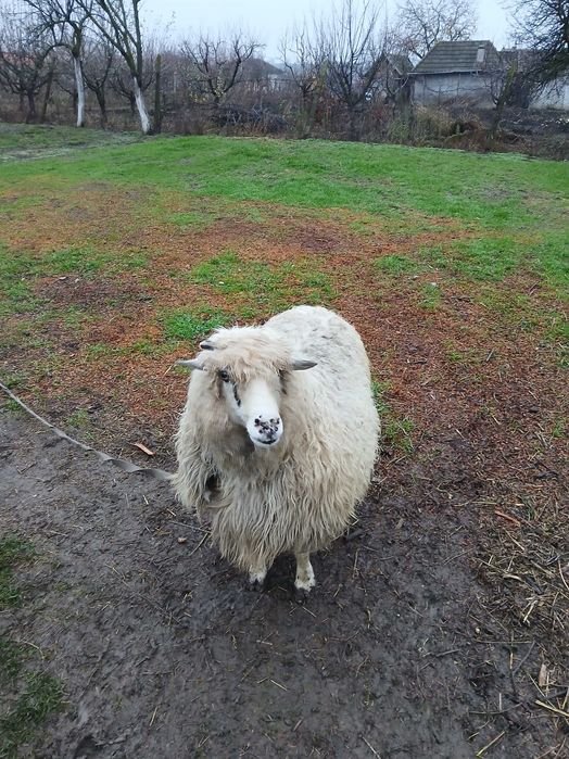 Vând o oaie și baloți fân