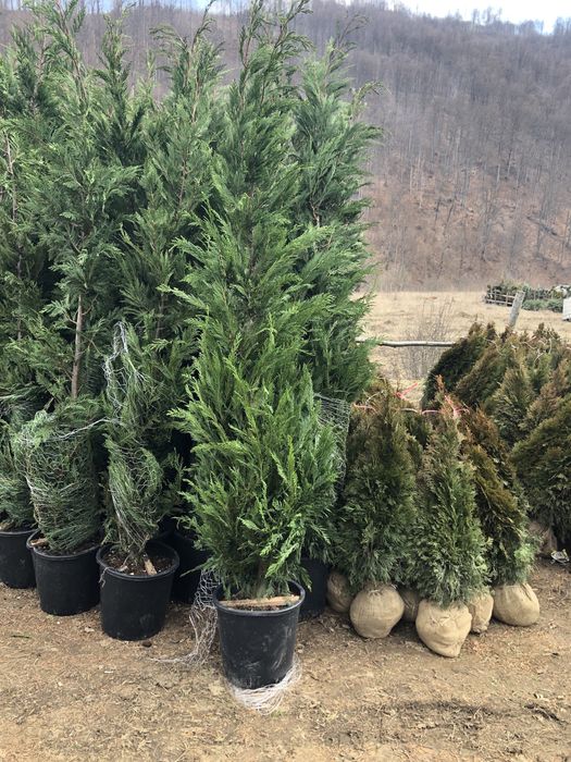 Platani / Magnolie/ Leylandi / Smarald