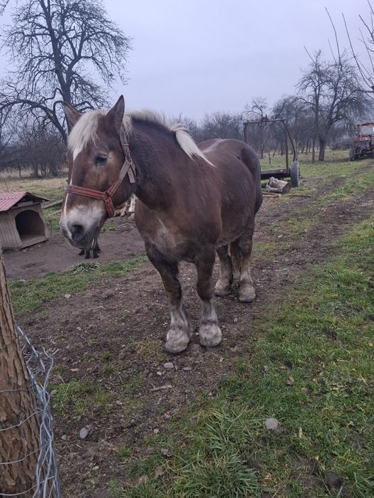 Vand iapă de 10 ani gestantă acte polonia