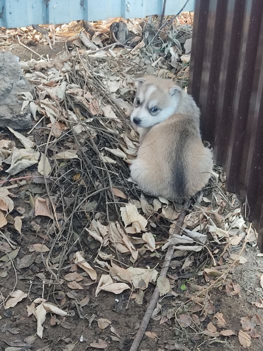 Отдам щенков хаски