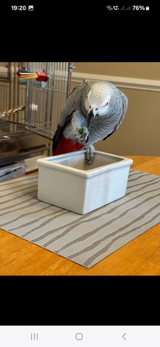 Vand pui papagal jako