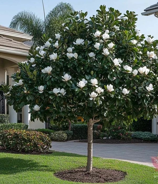 Magnolia Grandiflora