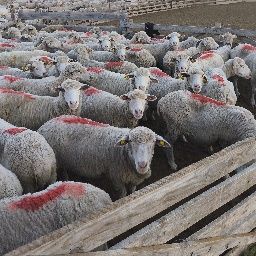 Vând 20 capre reforma, grase