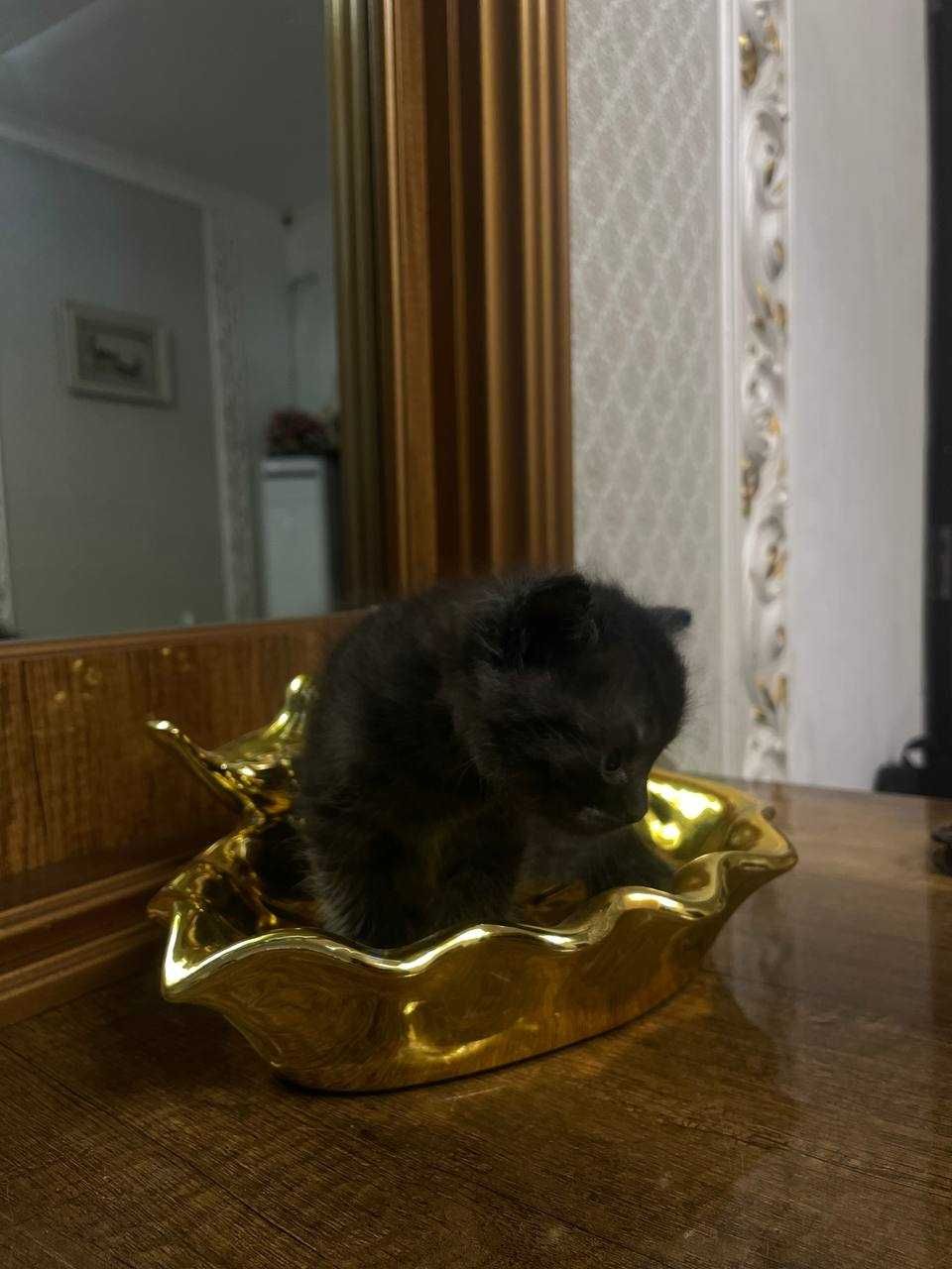 Mushukchlar (oq,qora)