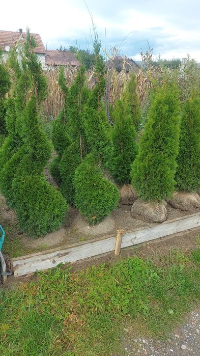 Tuia Spirala Plante ornamentale.