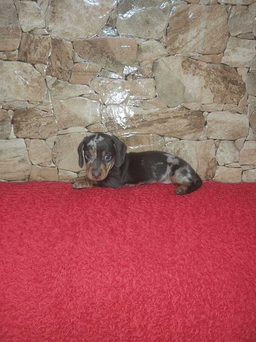 Pui teckel chocolate merle