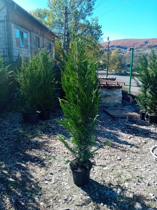 Vând chiparos leylandi la ghiveci