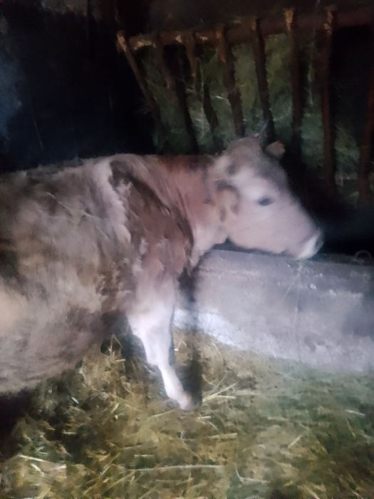 Vând vaca de 4 ani gestanta in 6 luni