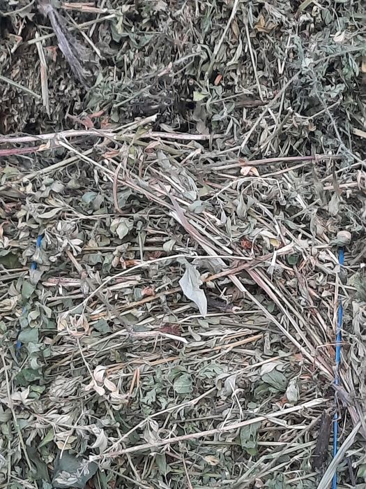 Vând baloti de lucernă.