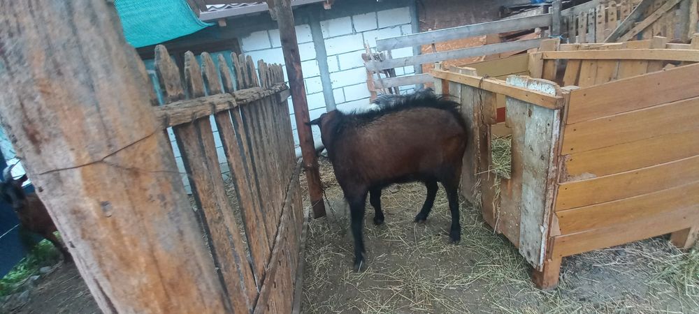 Vand țap Alpin francez