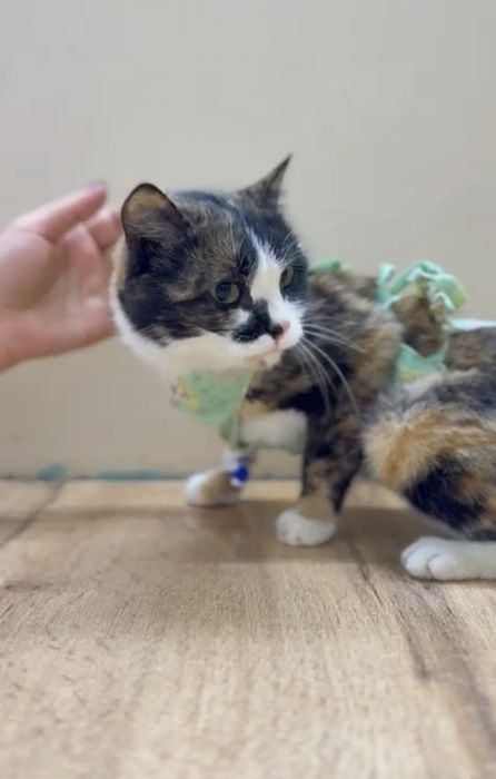 Ищем дом и любящих хозяев для молодой кошечки.