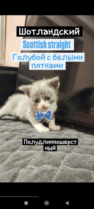 Чистокровные котята от породистых родителей