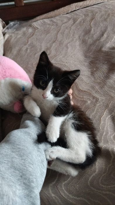 Отдам котенка в добрые руки