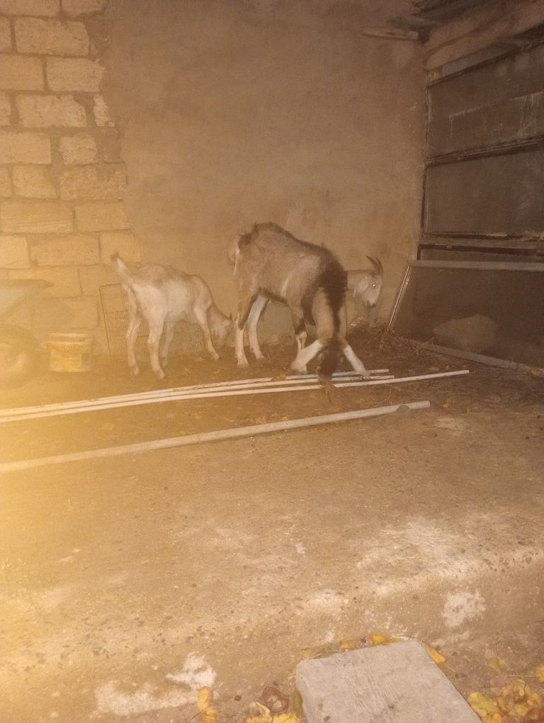 Альпи + Нуби  Ешкі Лақ Теке