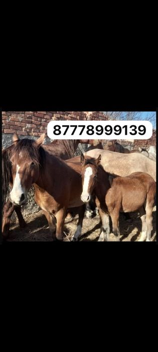 Кобыла с жеребёнком.