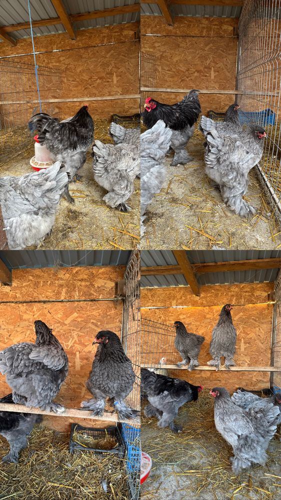 Disponibile oua de brahma