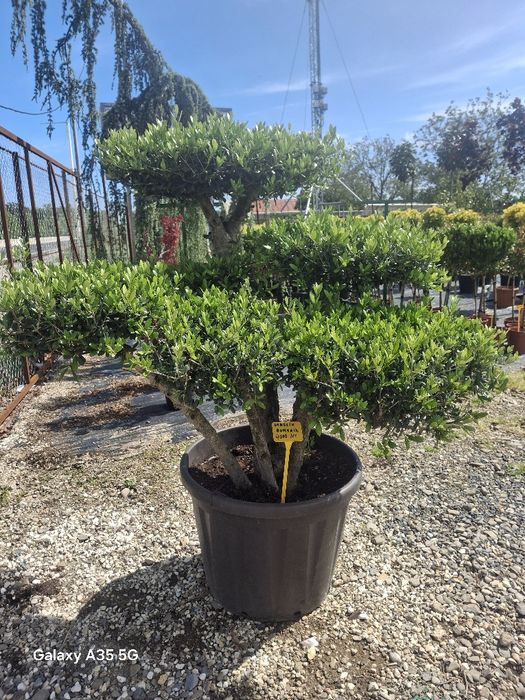 Vând piatra naturala asiguram montaj și transport în toată tara