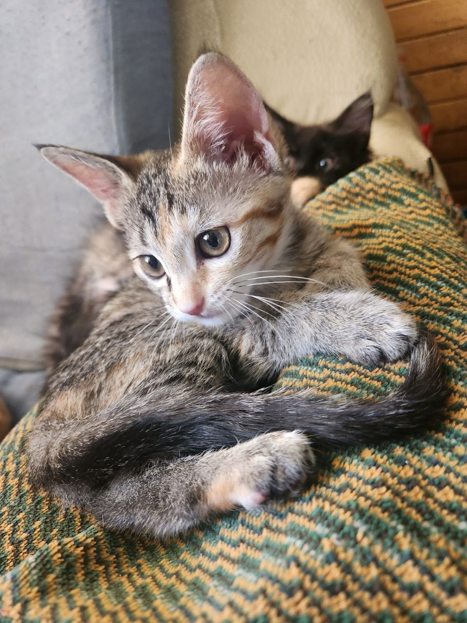 Отдам котёнка в добрые руки