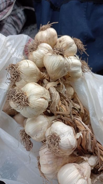 Usturoi romanesc de Copălău