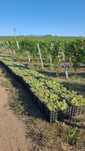 Struguri de vin productie 2025