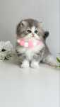 British Longhair Superbi!