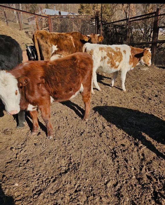 Продам телят от 6 месяцев до 10 месяцев