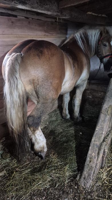 De vânzare cal de 5 ani