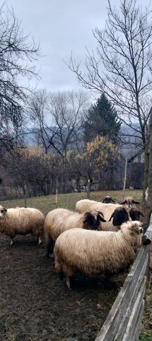 Oi de sârbești  de vanzare