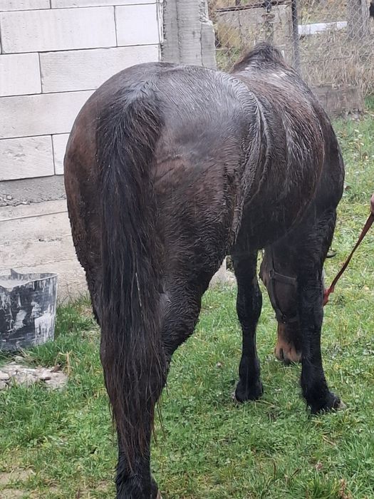 De vânzare iapa bună