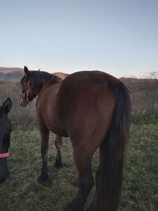 Vând manza de 2 ani jumate