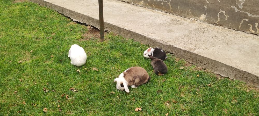 Порода "карлик баран" куёнлар сотилади ота она ва 2 та боласи