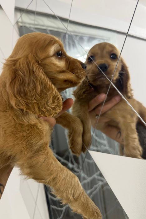 Cocker Spaniel – fetiță, 2 luni – cu carnet, vaccinuri și deparazitare