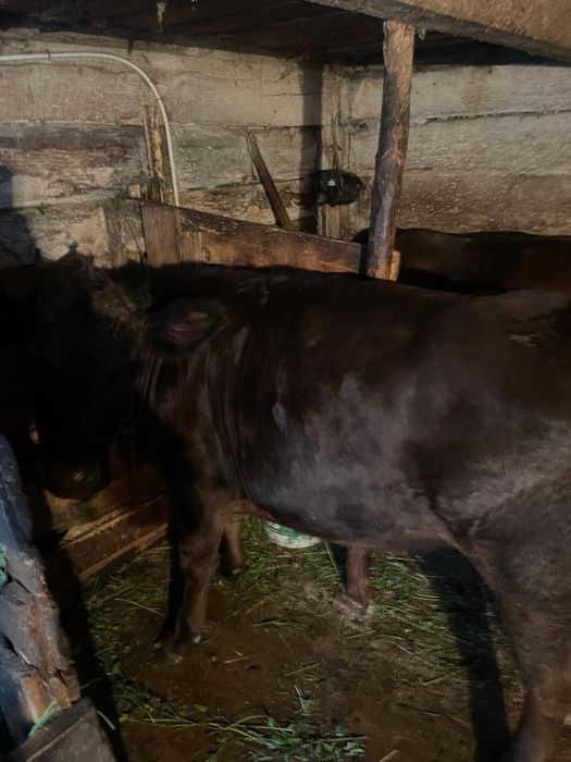 Vând jurincă angus gestantă