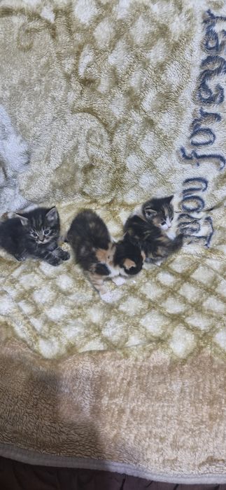 Домашние животные