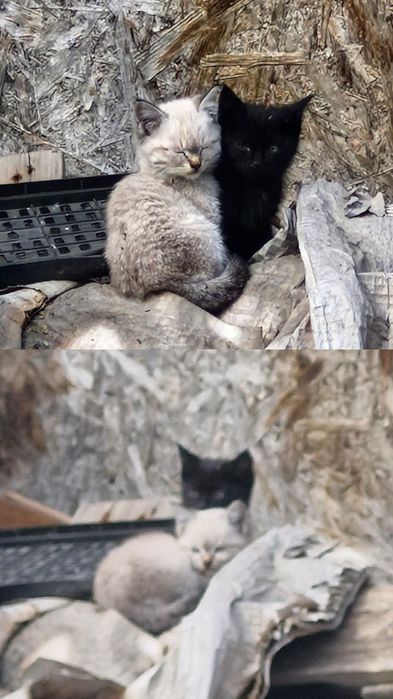 Отдам котят.        .