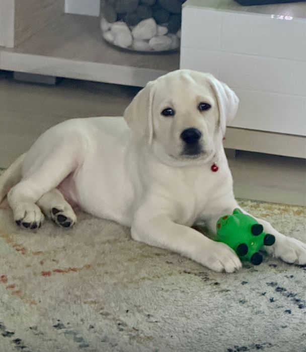 Labrador cu pedigree FCI